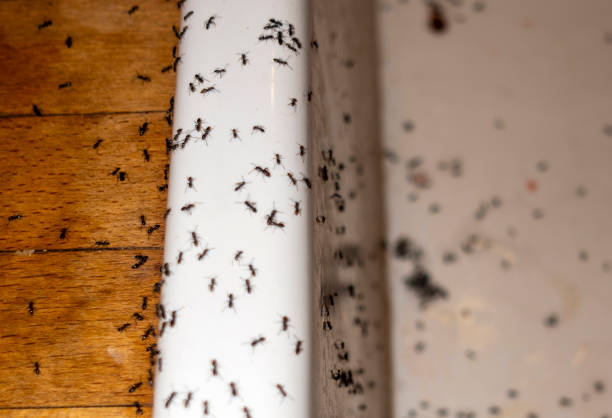 Best Wasp Removal Services  in Bradley, IL