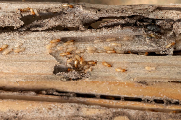 Best Residential Pest Control  in Bradley, IL