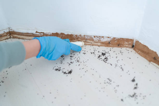 Best Affordable Pest Control Services  in Bradley, IL